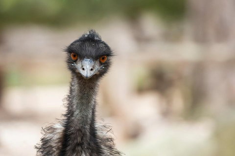 Australian Wildlife Tour At Melbourne Zoo Ticket - Accommodation QLD 3