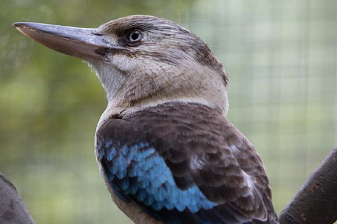 Australian Wildlife Tour At Melbourne Zoo Ticket - Accommodation QLD 4