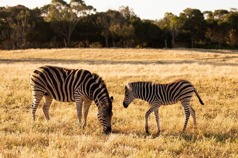 Sunset Safari At Werribee Open Range Zoo - Accommodation QLD 3