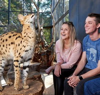 African Cat Encounter at Werribee Open Range Zoo - Accommodation QLD