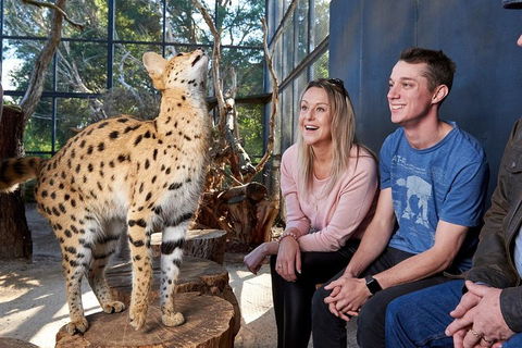 African Cat Encounter At Werribee Open Range Zoo - Accommodation QLD 0