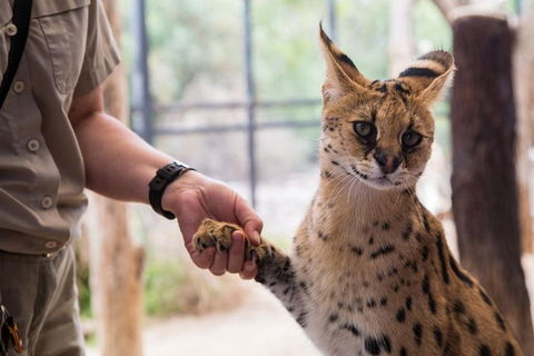 African Cat Encounter At Werribee Open Range Zoo - Accommodation QLD 1