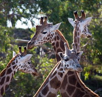 Werribee Open Range Zoo General Admission Ticket - Accommodation QLD