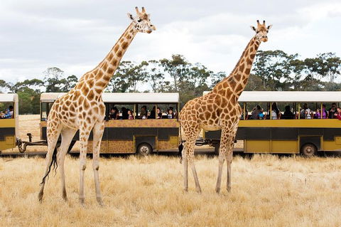 Werribee Open Range Zoo General Admission Ticket - Accommodation QLD 2