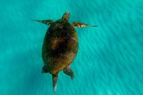2-Day Moreton Island Tour From Brisbane Or Gold Coast With Optional Nighttime Kayaking - Accommodation QLD 5