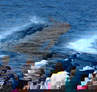 Tangalooma Island Resort Whale Watching Day Cruise - Accommodation QLD