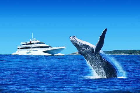 Tangalooma Island Resort Whale Watching Day Cruise - Accommodation QLD 1