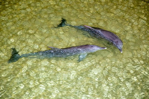 Tangalooma Island Resort Whale Watching Day Cruise With Dolphin Viewing - Accommodation QLD 0