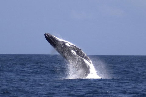 Tangalooma Island Resort Whale Watching Day Cruise With Dolphin Viewing - Accommodation QLD 4