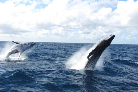 Tangalooma Island Resort Whale Watching Day Cruise With Dolphin Feeding - Accommodation QLD 1