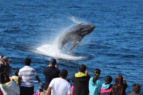 Tangalooma Island Resort Whale Watching Day Cruise With Dolphin Feeding - Accommodation QLD 5
