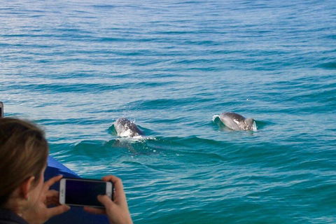 Julian Rocks Byron Bay Cruise - Accommodation QLD 1