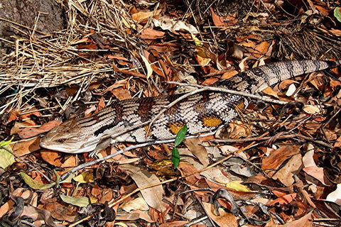 Hartley's Crocodile Adventures General Entry Ticket - Accommodation QLD 5