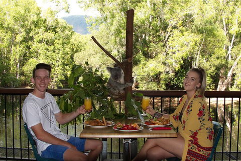 Hartley's Crocodile Adventures Breakfast With The Koalas - Accommodation QLD 5