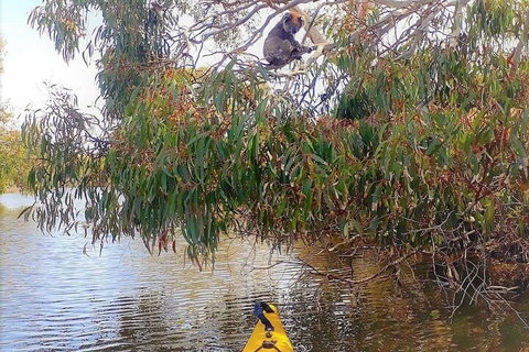 Kangaroo Island Self-Guided Kayaking On The Harriet River - Accommodation QLD 4