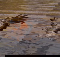 Litchfield and Jumping Crocodiles Full Day Trip from Darwin - Accommodation QLD