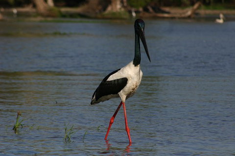 Litchfield And Jumping Crocodiles Full Day Trip From Darwin - Accommodation QLD 1