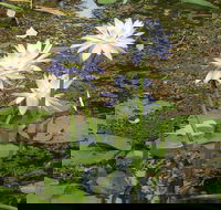 Yellow Water Cruise - Kakadu - Accommodation QLD