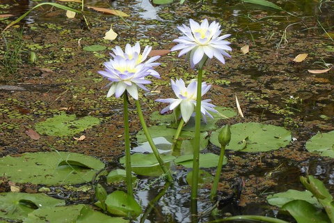 Yellow Water Cruise - Kakadu - Accommodation QLD 0