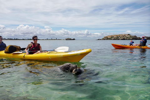 Seal Island And Penguin Island Or Point Peron Sea Kayak Tour - Accommodation QLD 0