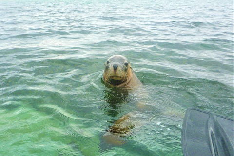 Seal Island And Penguin Island Or Point Peron Sea Kayak Tour - Accommodation QLD 1