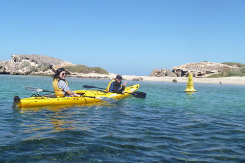 Seal Island And Penguin Island Or Point Peron Sea Kayak Tour - Accommodation QLD 3