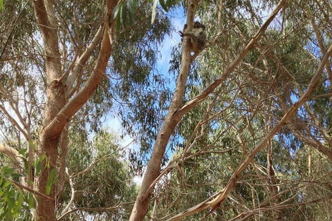 Kangaroo Island 4WD Tour - Best Of KI In 2 Days - Accommodation QLD 0