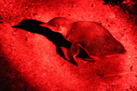 Small-Group Kangaroo Island 4WD Night Tour - Accommodation QLD 0