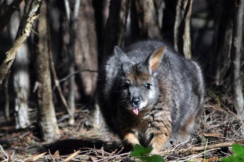 Small-Group Kangaroo Island 4WD Night Tour - Accommodation QLD 1