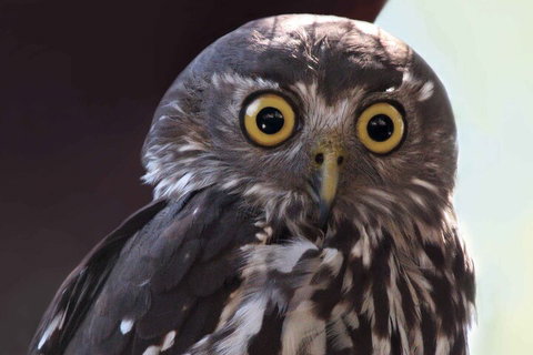 Small-Group Kangaroo Island 4WD Night Tour - Accommodation QLD 4