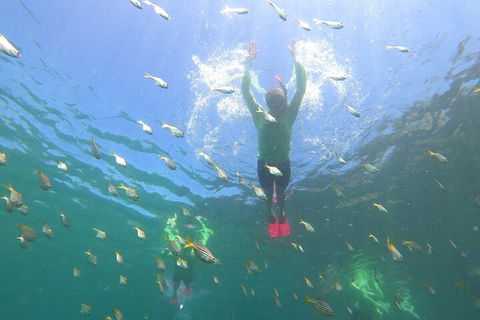 Manly Snorkel Trip And Nature Walk With Local Guide - Accommodation QLD 0