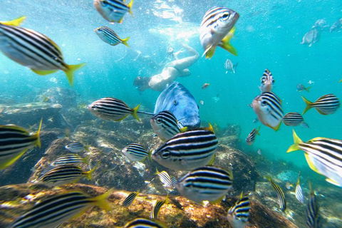 Manly Snorkel Trip And Nature Walk With Local Guide - Accommodation QLD 2