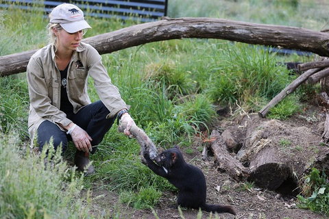 After Dark Tasmanian Devil Feeding Tour At Cradle Mountain - Accommodation QLD 1