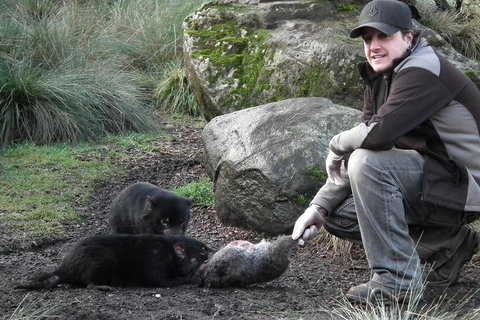 After Dark Tasmanian Devil Feeding Tour At Cradle Mountain - Accommodation QLD 2