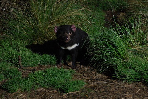 After Dark Tasmanian Devil Feeding Tour At Cradle Mountain - Accommodation QLD 4