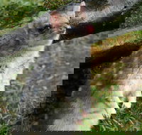 1-Hour Tasmanian Devil Feeding Day Tour at Cradle Mountain - Accommodation QLD