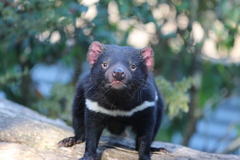 1-Hour Tasmanian Devil Feeding Day Tour At Cradle Mountain - Accommodation QLD 1