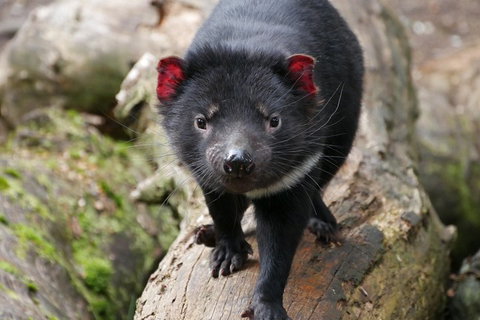 1-Hour Tasmanian Devil Feeding Day Tour At Cradle Mountain - Accommodation QLD 4