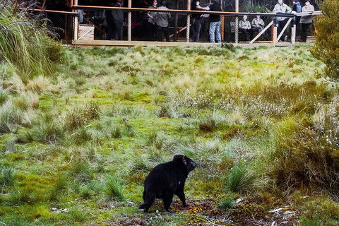 1-Hour Tasmanian Devil Feeding Day Tour At Cradle Mountain - Accommodation QLD 5