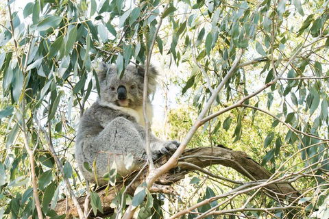 Ultimate Reverse Direction - 12 Apostles, Great Ocean Road - Small Group Tour - Accommodation QLD 5