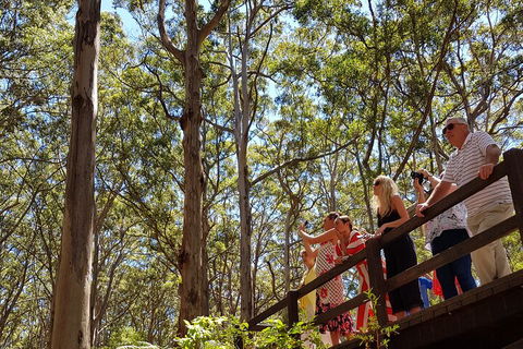 The All About Margaret River Tour: Wine, Coffee, Lunch And Forest - Accommodation QLD 3
