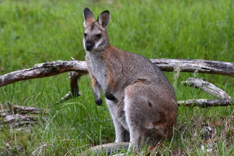 Ultimate Blue Mountains And Wildlife Tour - Accommodation QLD 0