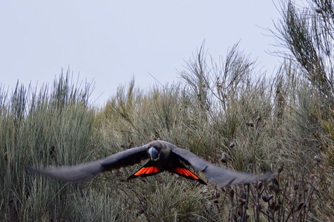 Ultimate Blue Mountains And Wildlife Tour - Accommodation QLD 5