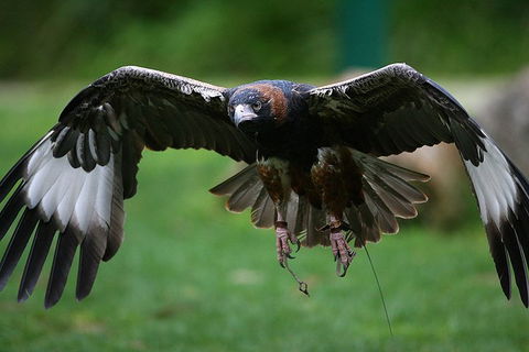 Yarra Valley Wildlife & Wine Day Tour From Melbourne With Healesville Sanctuary - Accommodation QLD 1