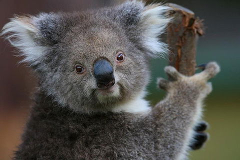Yarra Valley Wildlife & Wine Day Tour From Melbourne With Healesville Sanctuary - Accommodation QLD 2
