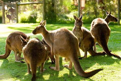 Yarra Valley Wildlife & Wine Day Tour From Melbourne With Healesville Sanctuary - Accommodation QLD 4