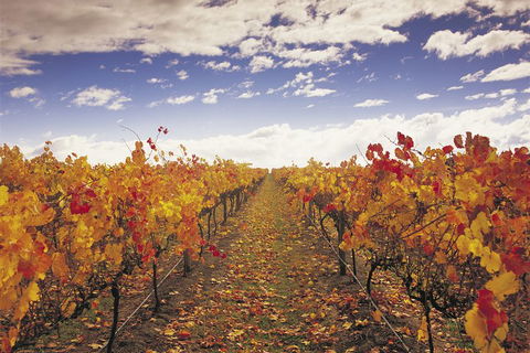 Yarra Valley Wildlife & Wine Day Tour From Melbourne With Healesville Sanctuary - Accommodation QLD 5