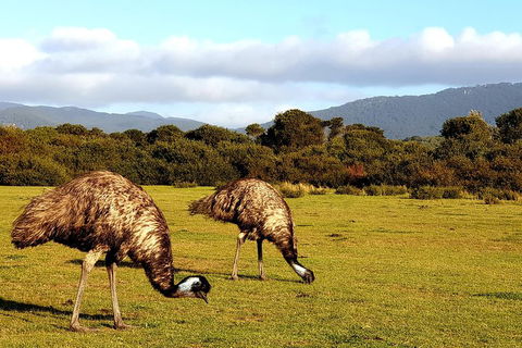 Wilson's Promontory & Phillip Island - 'Prom & Penguins' Tour - Accommodation QLD 4