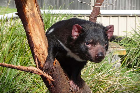 Tasmania 6 Day 'Tour In Circle' - Accommodation QLD 1