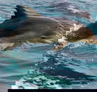 1.5HR Mudjimba Island Wildlife Safari - Accommodation QLD